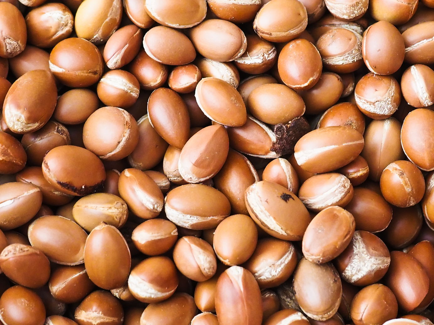 Moroccan Argan nuts