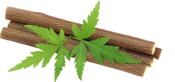 Medicinal Neem Twigs