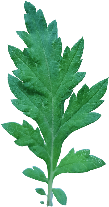 Common Mugwort Leaf