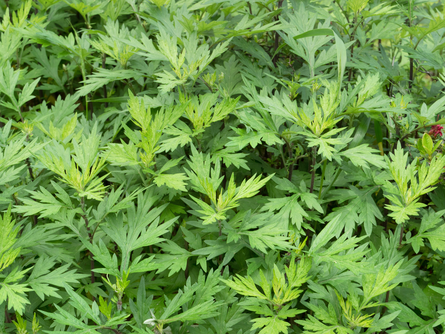 Mugwort