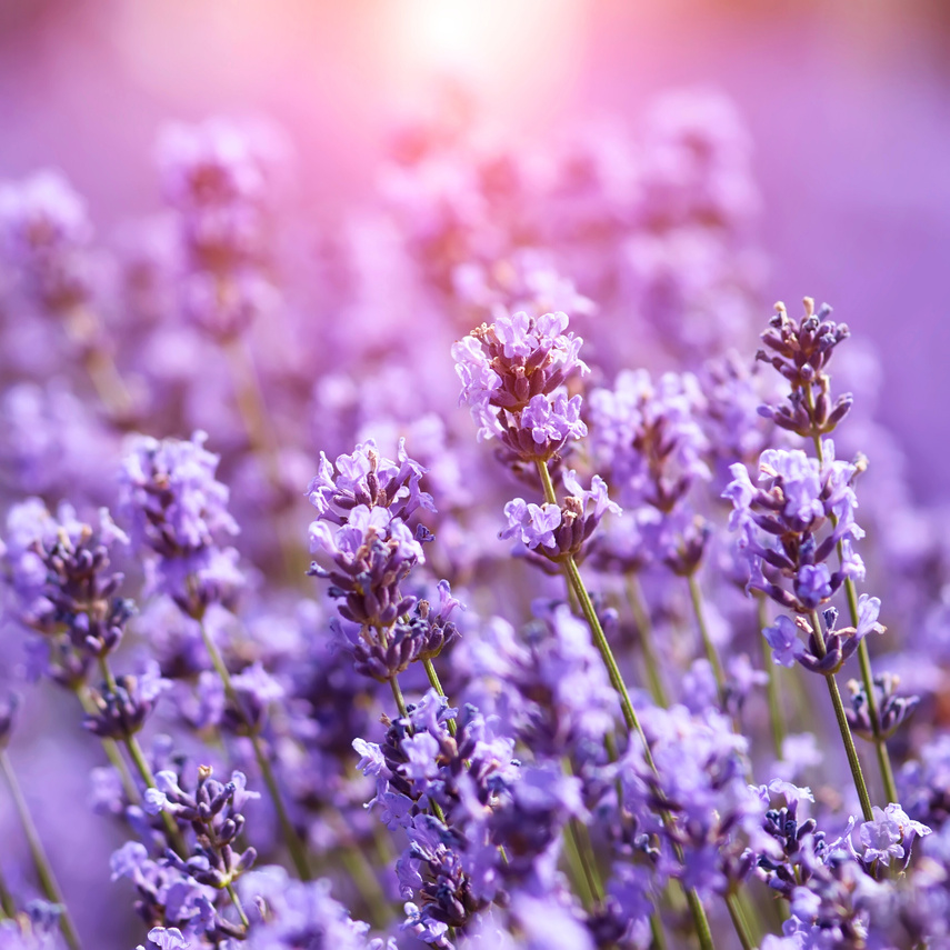 lavender