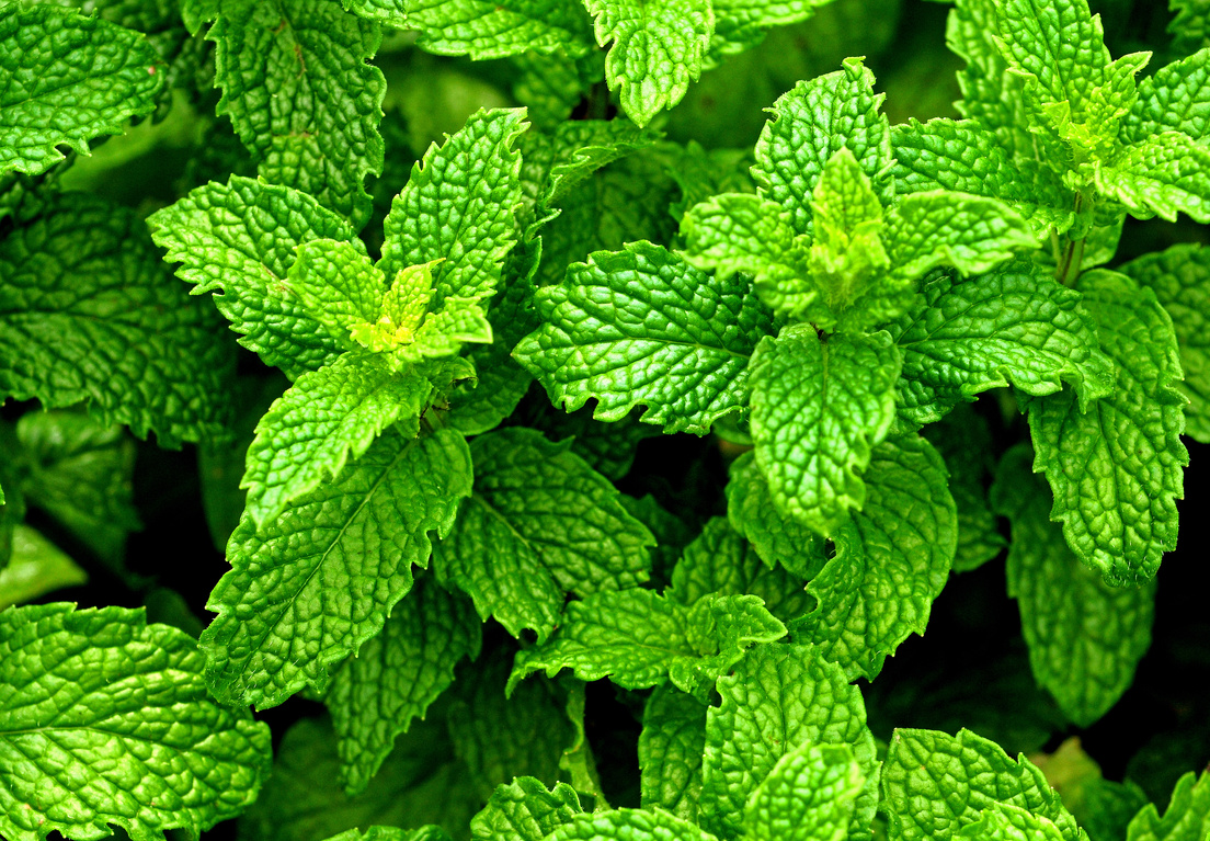 Peppermint